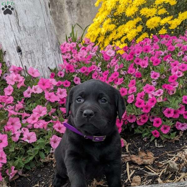 Chloe, Black Labrador Retriever Puppy